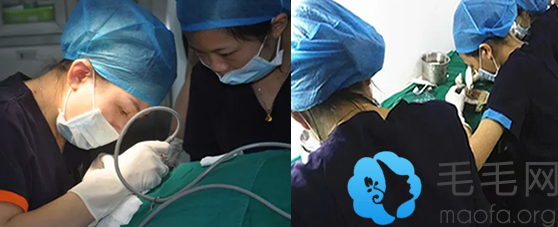 在广州雅度植发中心发际线种植提取和分离毛囊过程照片